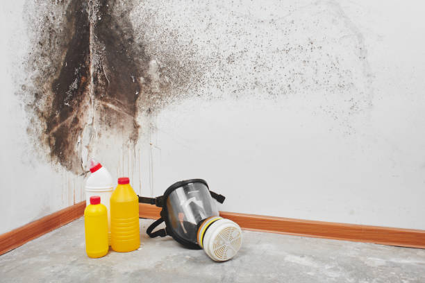 Best Office Mold Removal Services  in Rosendale, WI