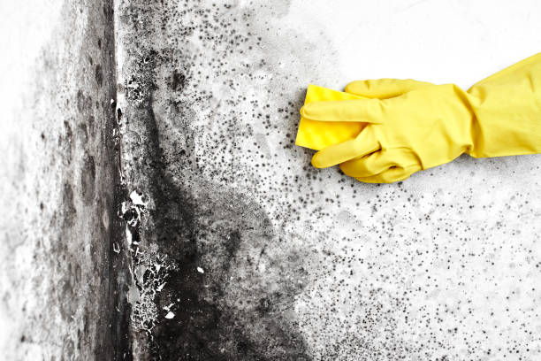 Best Mold Cleaning Services  in Rosendale, WI
