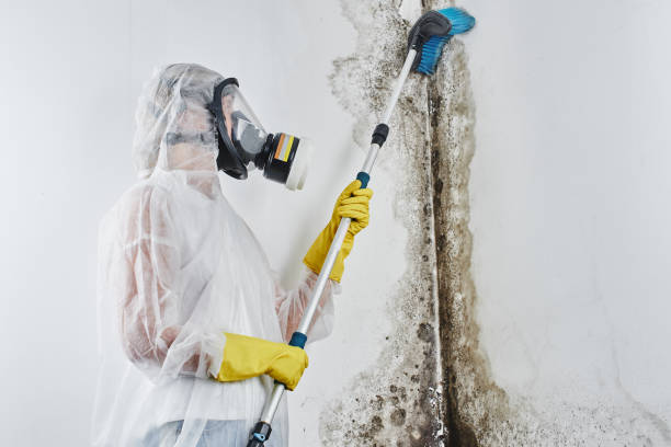 Best Black Mold Removal  in Rosendale, WI