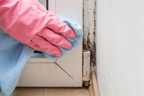 Best Home Mold Removal  in Rosendale, WI