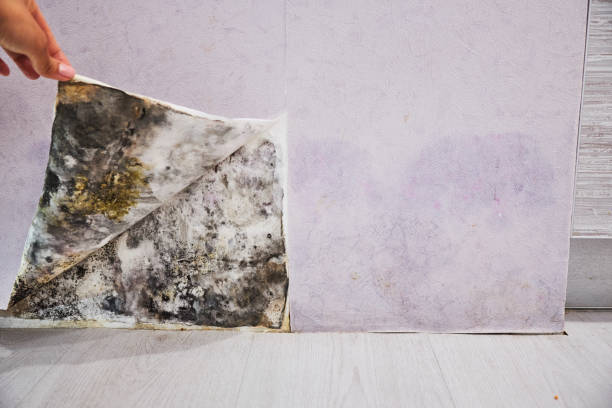 Best Emergency Mold Removal  in Rosendale, WI